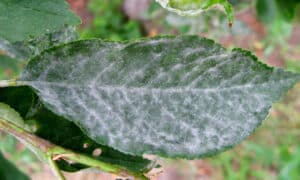 powdery mildew on cherry leaf