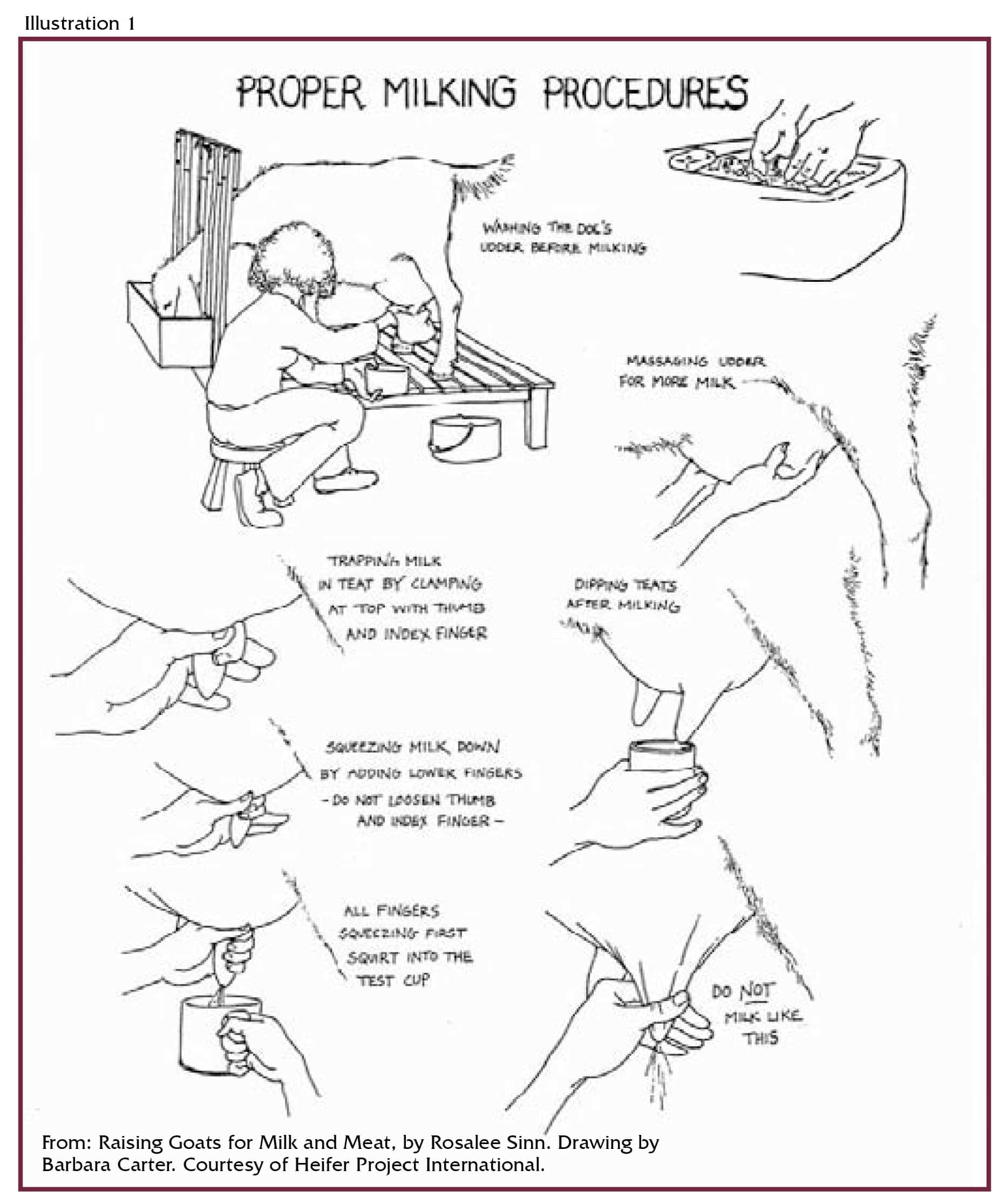 Ilustración de los procedimientos correctos de ordeño