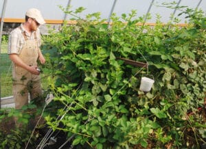 pruning spent floricanes