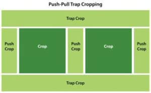 Push-pull trap cropping