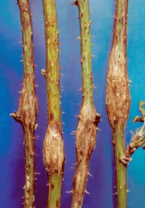 rednecked cane borer damage