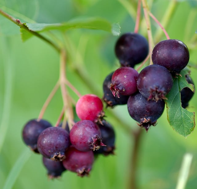 serviceberry