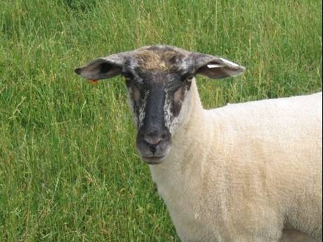 This lamb with a mottled face is the F1 generation from Gulf Coast and Suffolk parents.