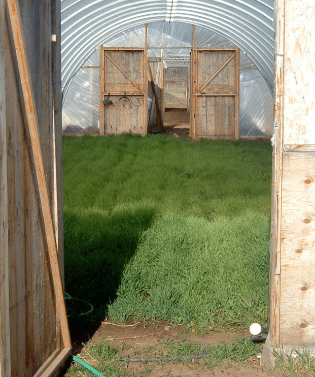 Photo of Small grain cover crop growing in a high tunnel. 