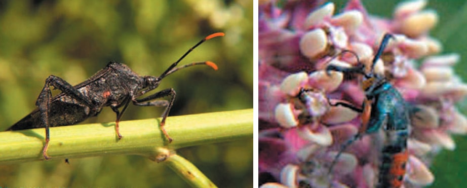 upclose view of squash bug and squash vine borer