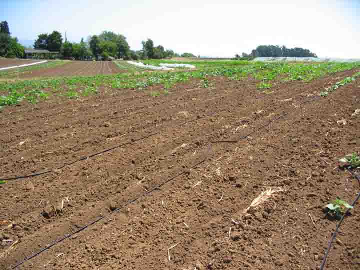 Certain areas of this squash field are laid to waste by symphylans, while other sections thrive.