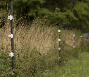 Steel T-posts with clip-on insulators. 