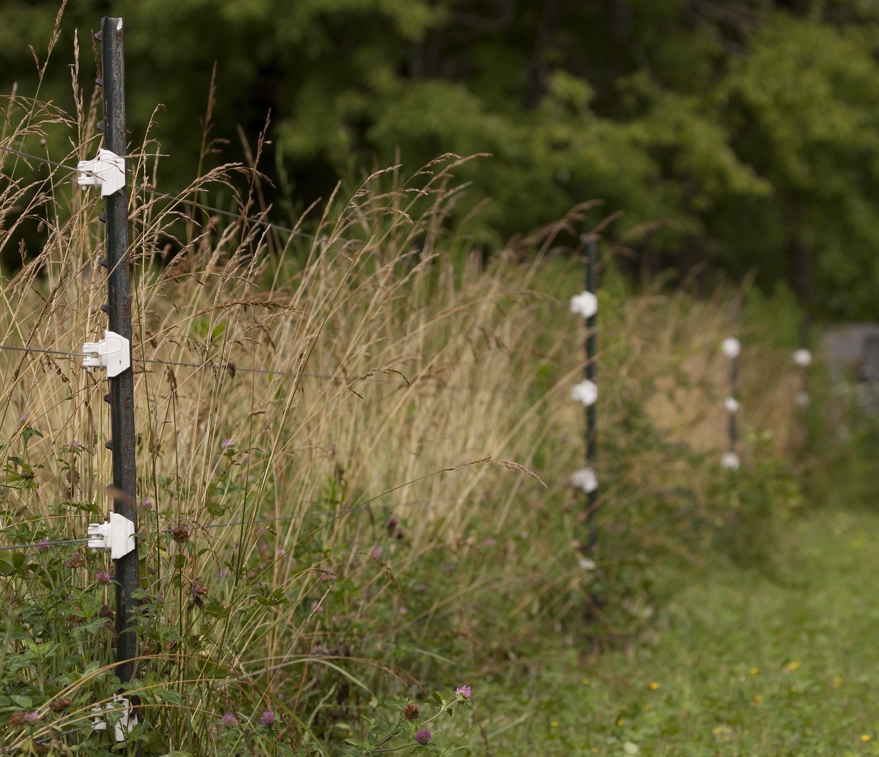 electric fence on metal posts with insulators, in grass pasture