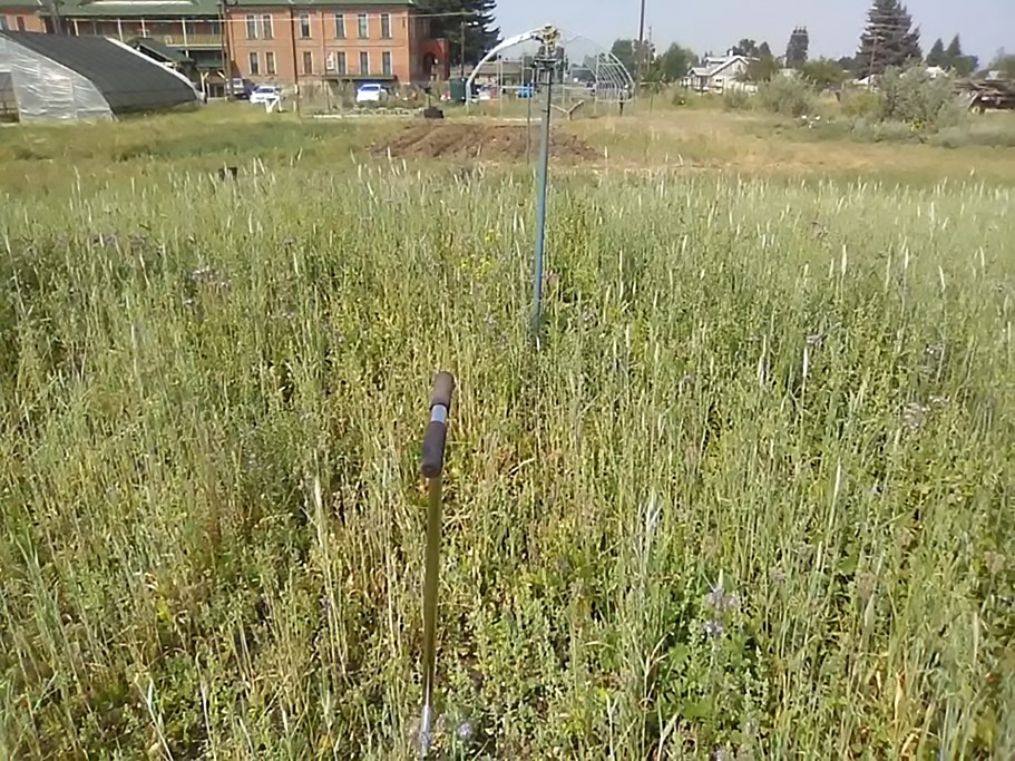 Stressed area within the SIFT cover crop