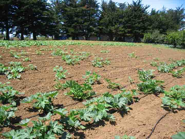 Typical symphylan damage, showing healthy plants alongside stunted plants and empty areas.