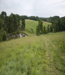 Temperate grassland