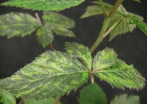 tobacco ringspot