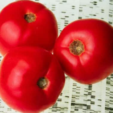 A retooled gene in Endless Summer tomatoes controls ripening to give better ﬂavor and shelf-life.