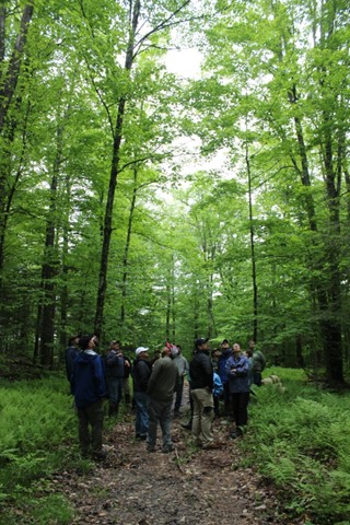 trees on a trail