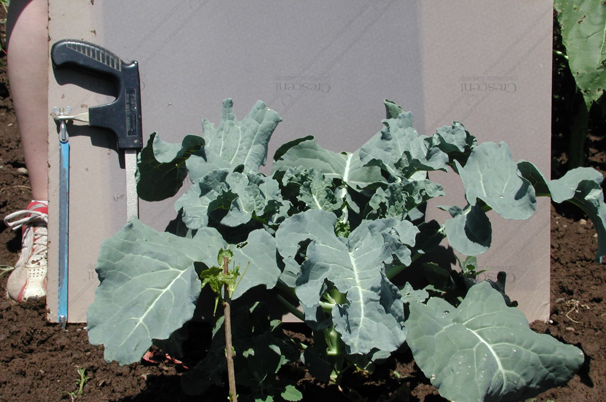 Broccoli undamaged by symphylans