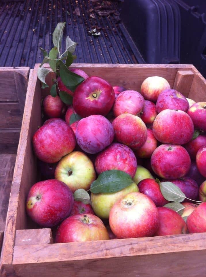 Williams Pride disease-resistant apples