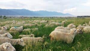 tall grass, high stock density, and good compost