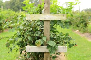 wooden T-trellis