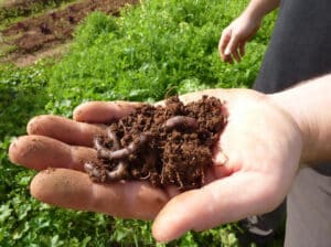 earthworms in soil