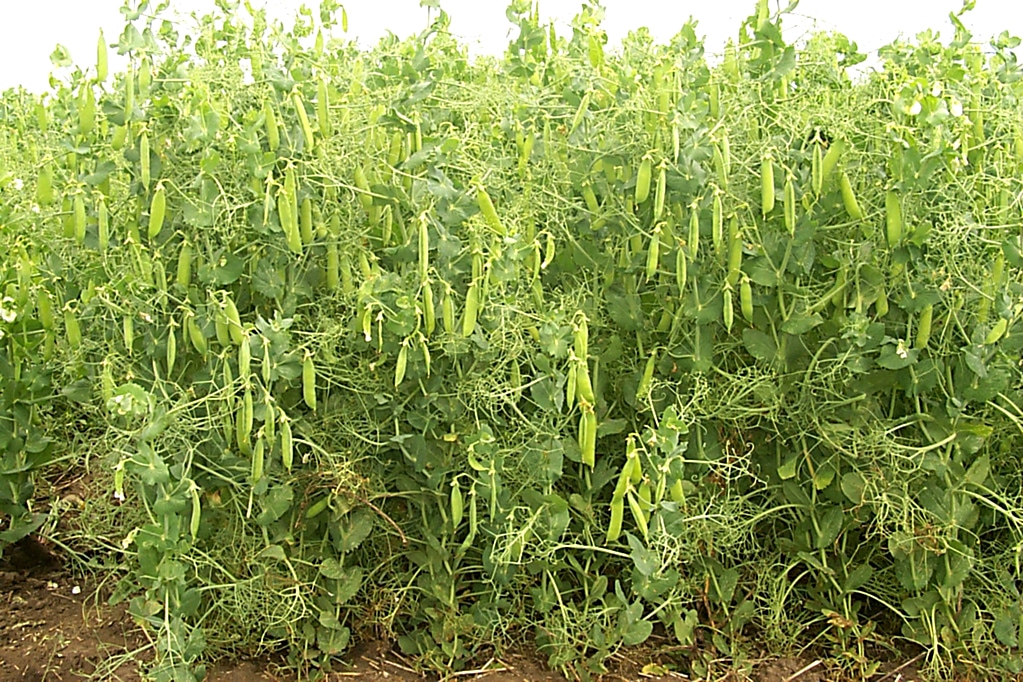 yellow pea plants growing in the field