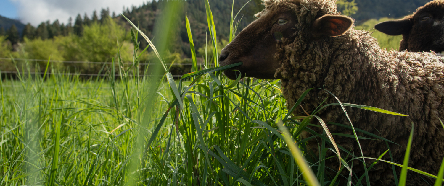 Rhoby Ranch Sheep Rhoby Ranch Sheep