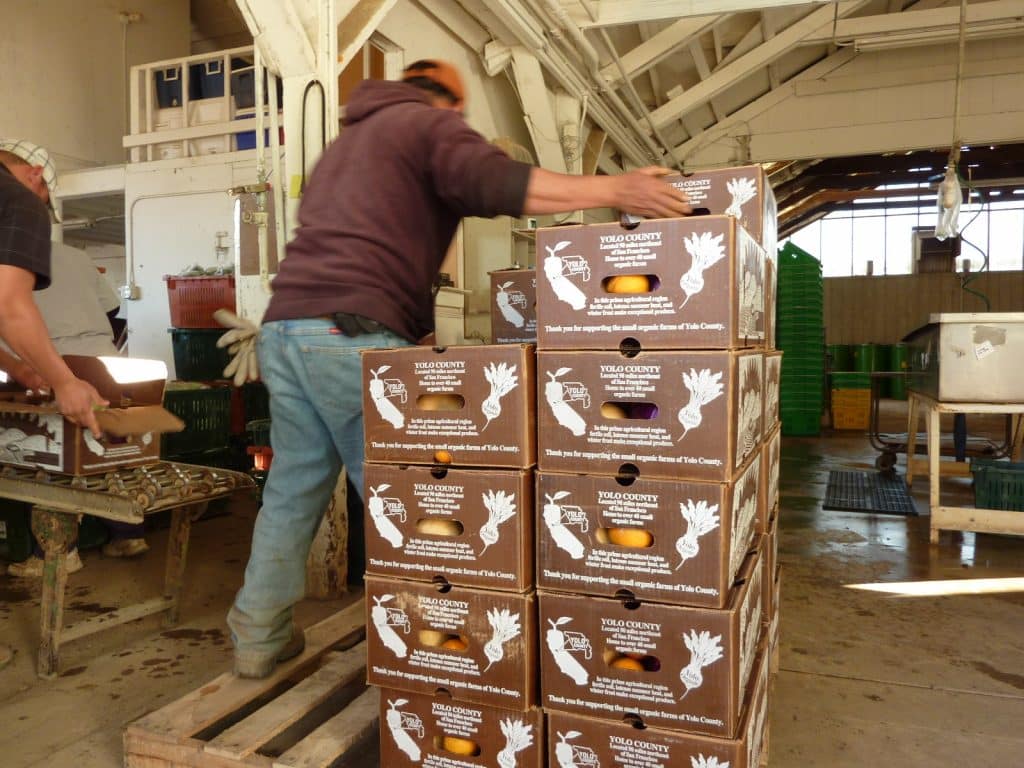 man loading boxes of produce onto a crate.