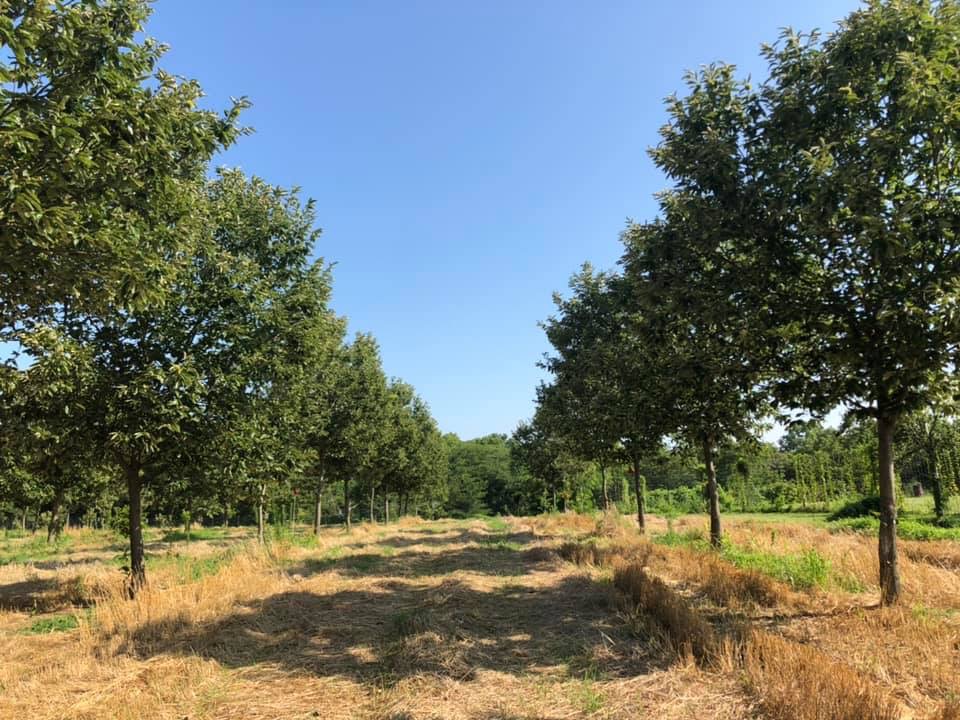 A chestnut and wheat alley cropping system in Missouri