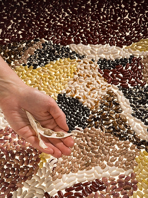 hand holding opened bean pod in front of display of different colored dried beans