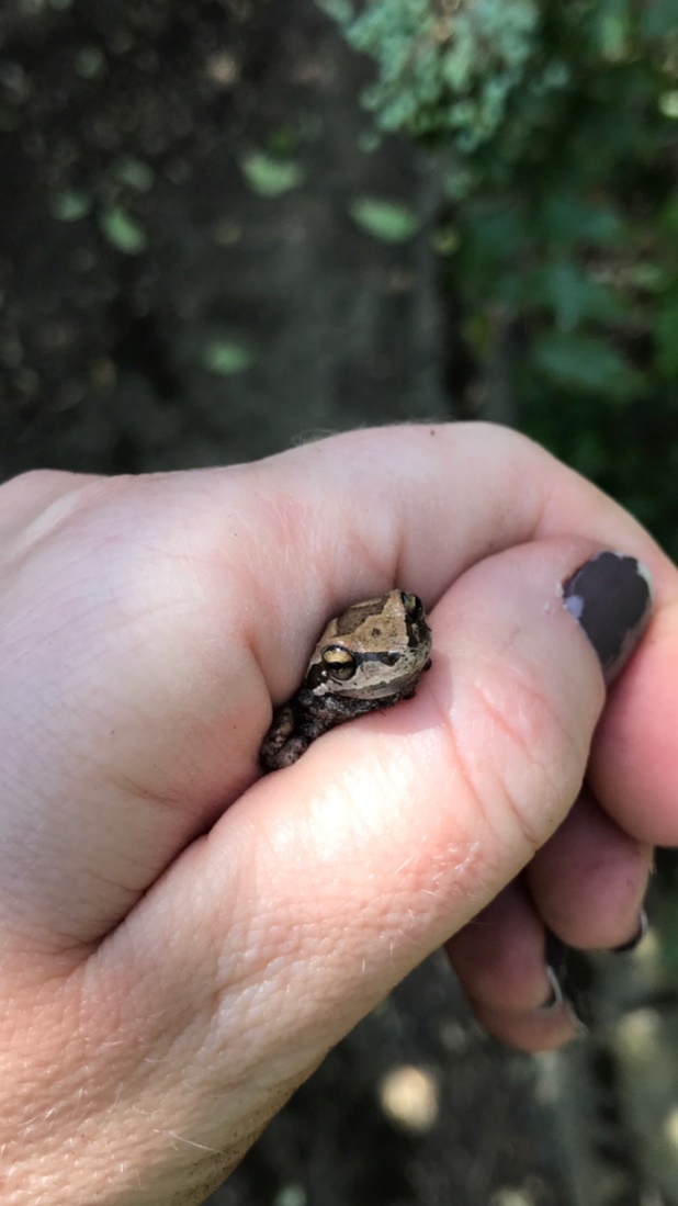 Reptiles such as this frog can be protected by riparian forest buffers.