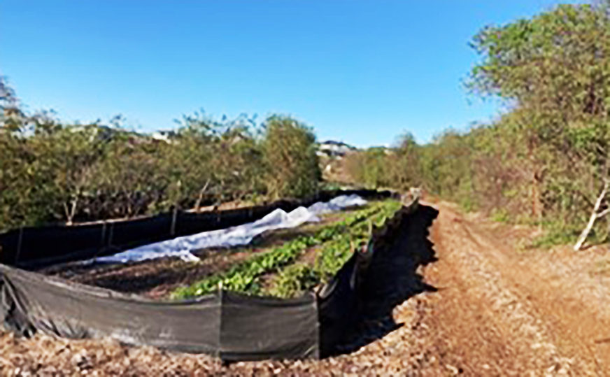 An elderberry and market garden alley cropping system in San Diego, California.