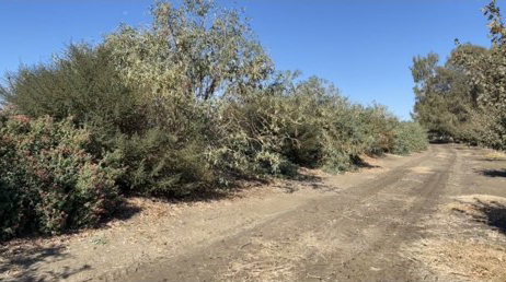A native plant hedgerow alongside an almond orchard in California's San Joaquin Valley