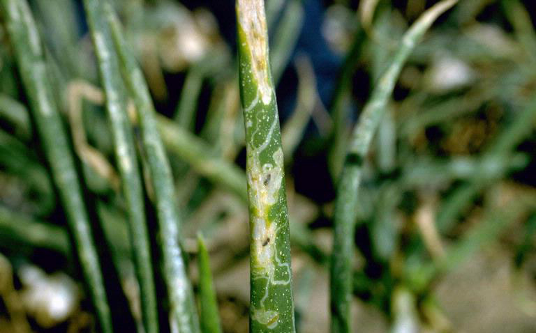 Leafminer damage on onion.