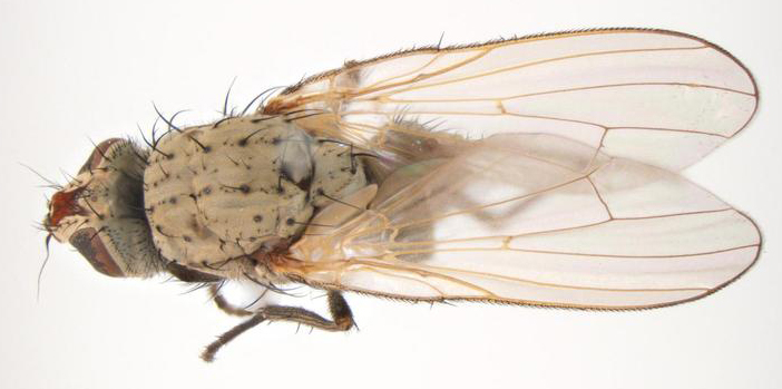 Onion maggot (Delia antiqua)