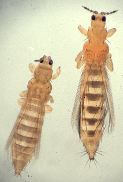 Onion Thrips (Thrips tabaci)