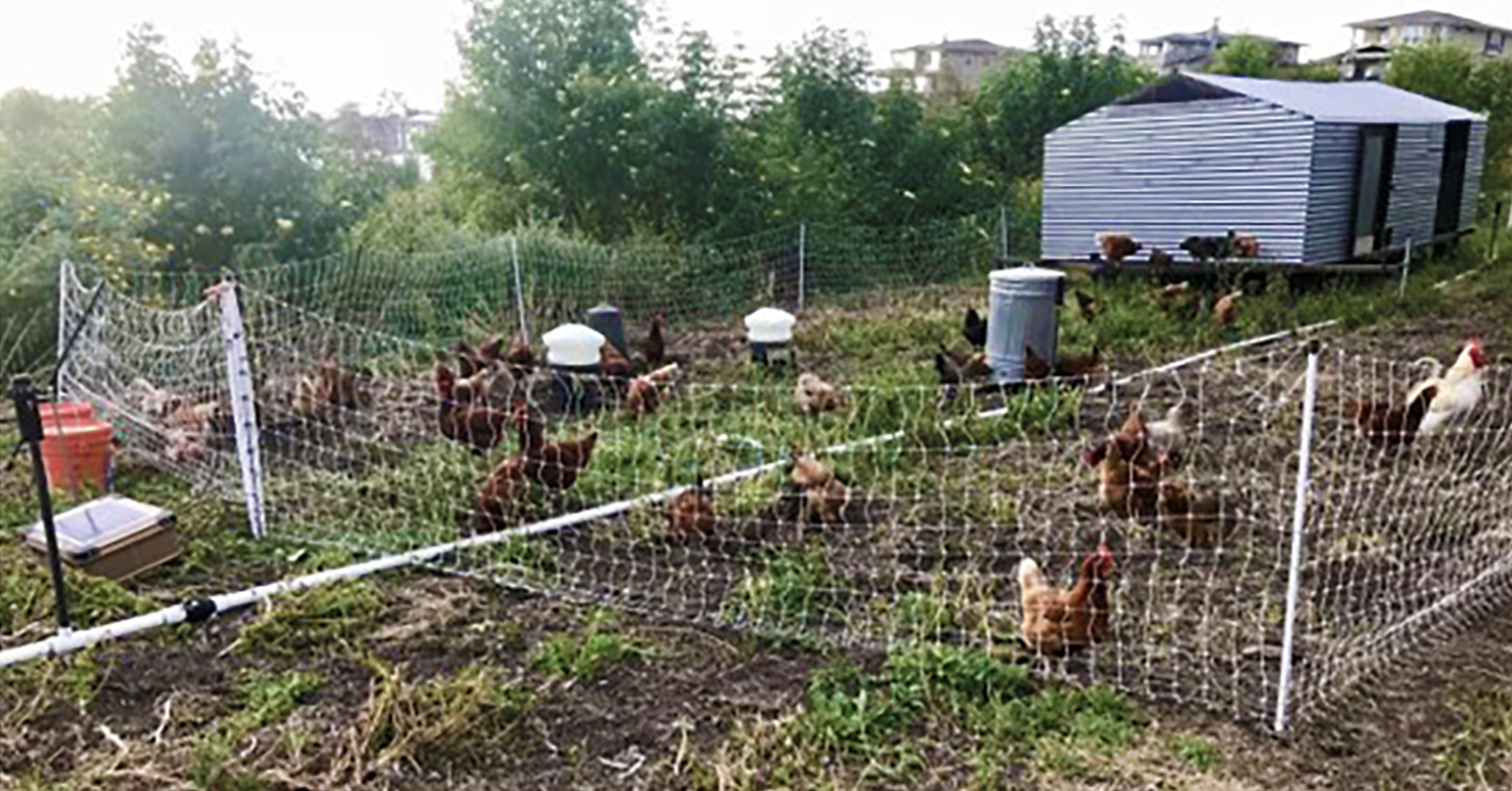 An elderberry and pastured poultry silvopasture system in San Diego, California