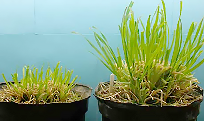 Six days post-grazing regrowth. Plant on the left has been clipped to simulate continuous grazing and plant on right simulates rotational grazing. 