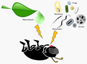 illustration of how biorational pest control works