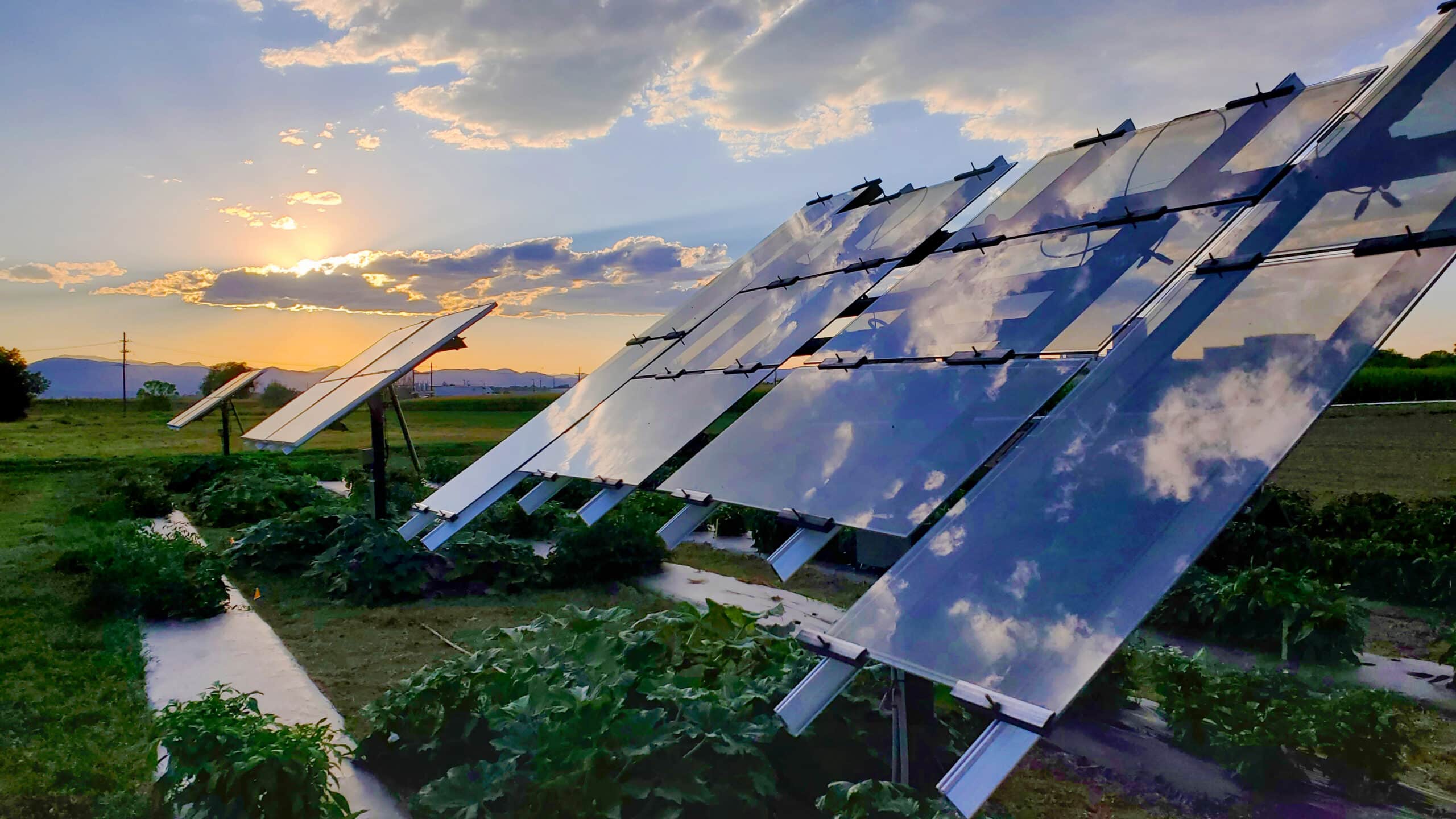 solar panels near crops and a setting sun