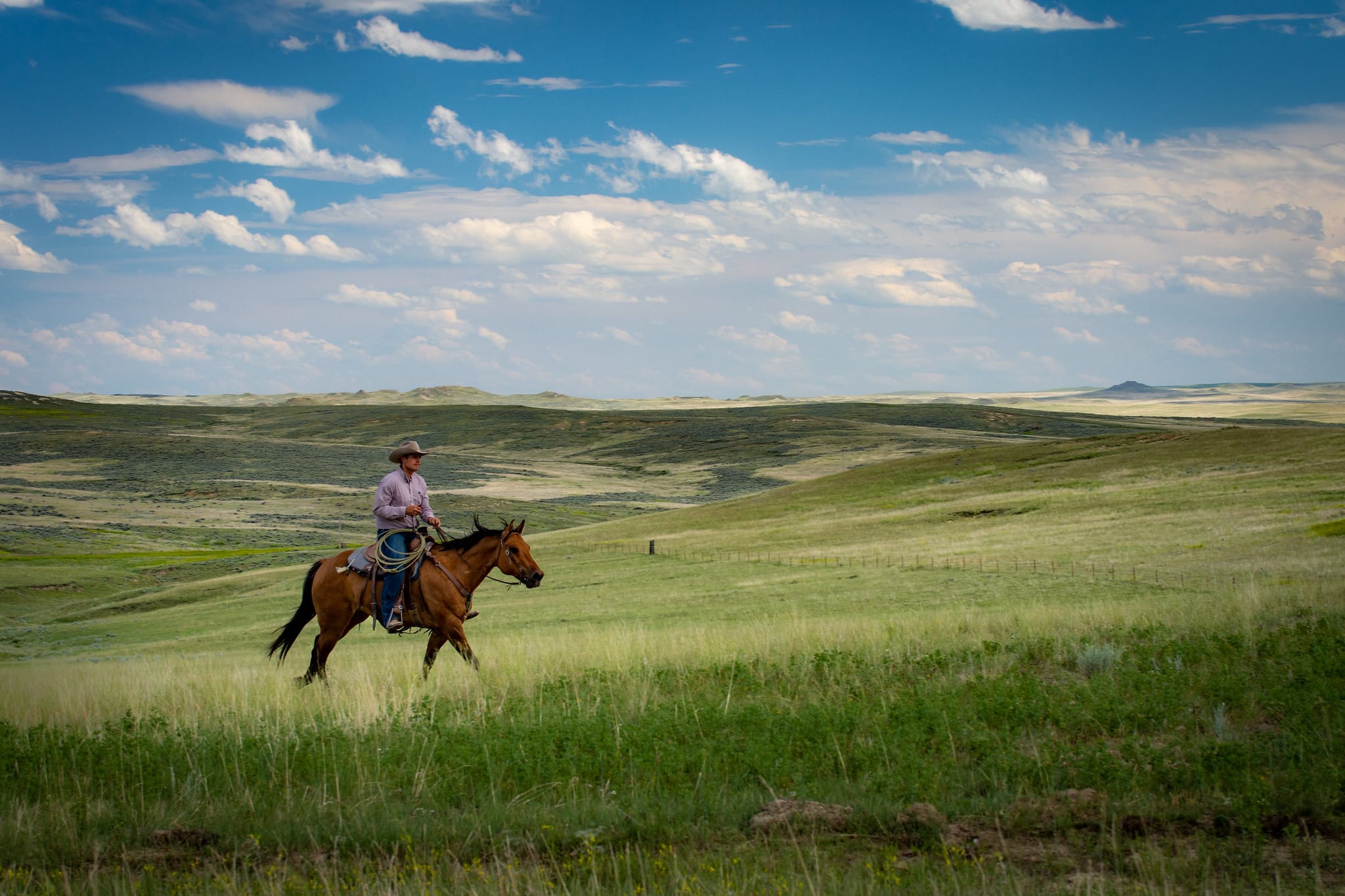 cowboy riding a horse in a pasture