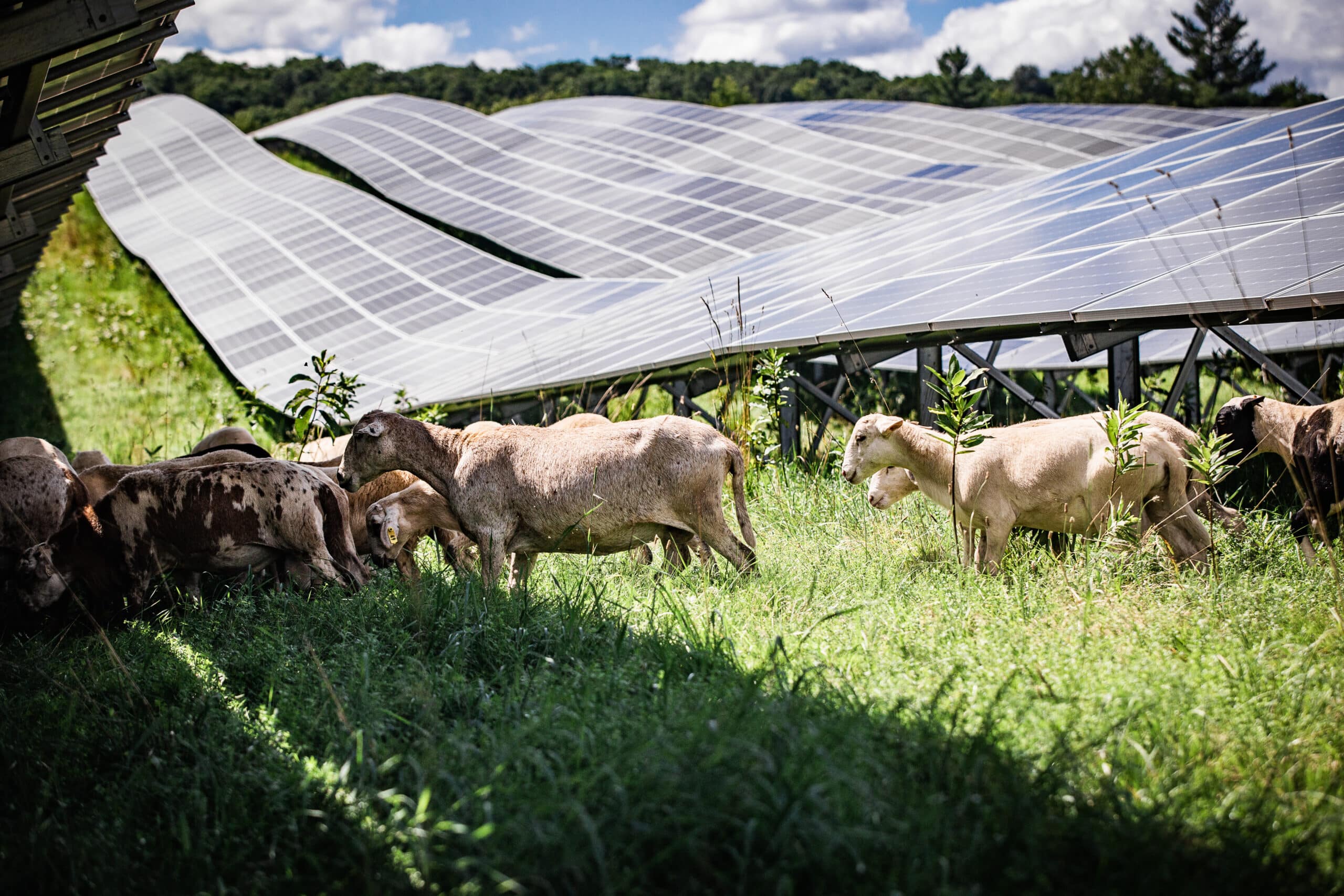 ovejas pastando en una instalación agrisolar