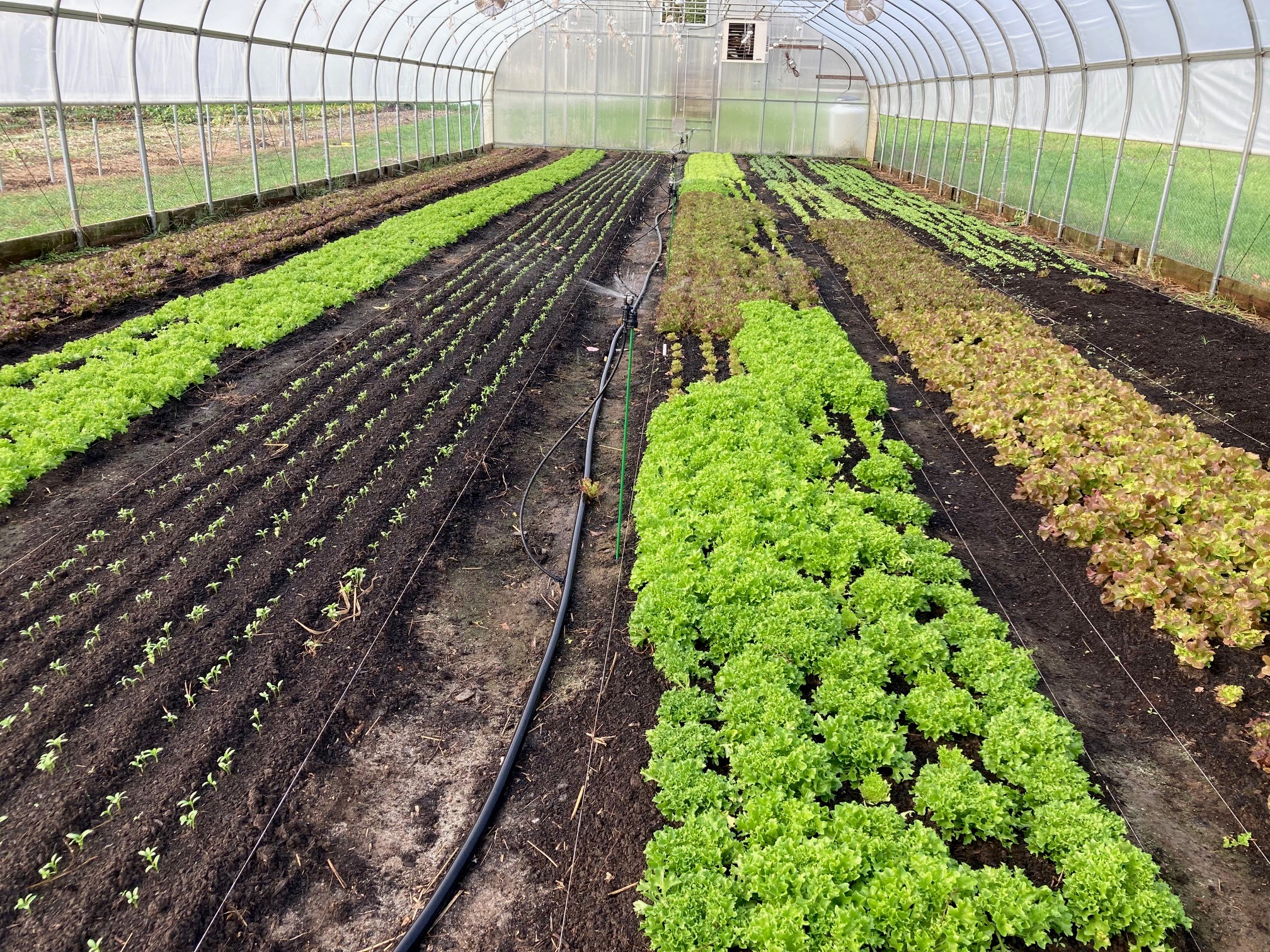 Rows of lettuce in high tunnel