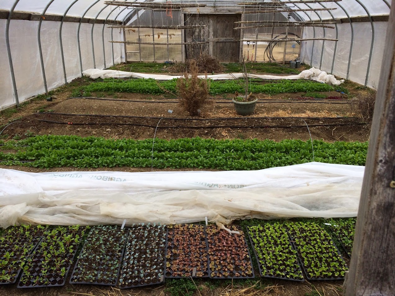 Seedling starts in an unheated high tunnel