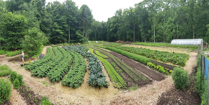 Tight rows of crops