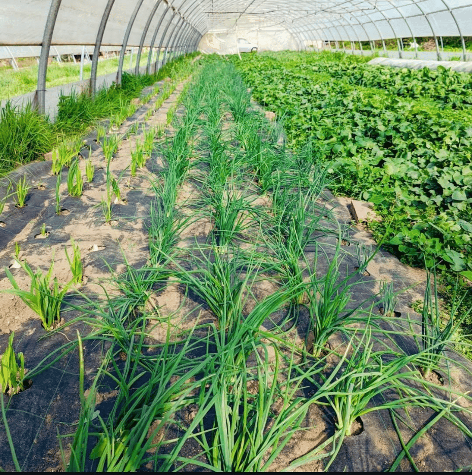 Crops growing through cutouts in fabric mulch