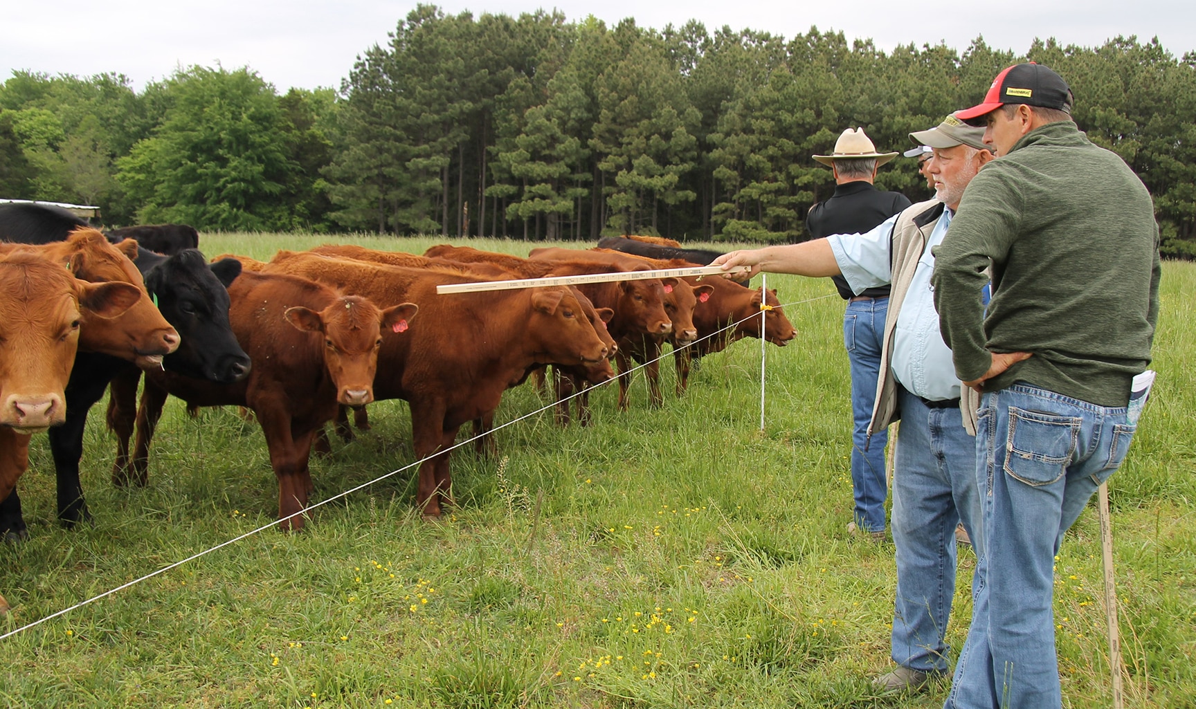 grazing demonstration