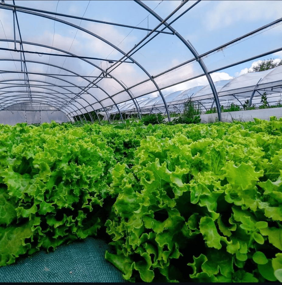 Lettuce coming up through fabric mulch in a hoop house.