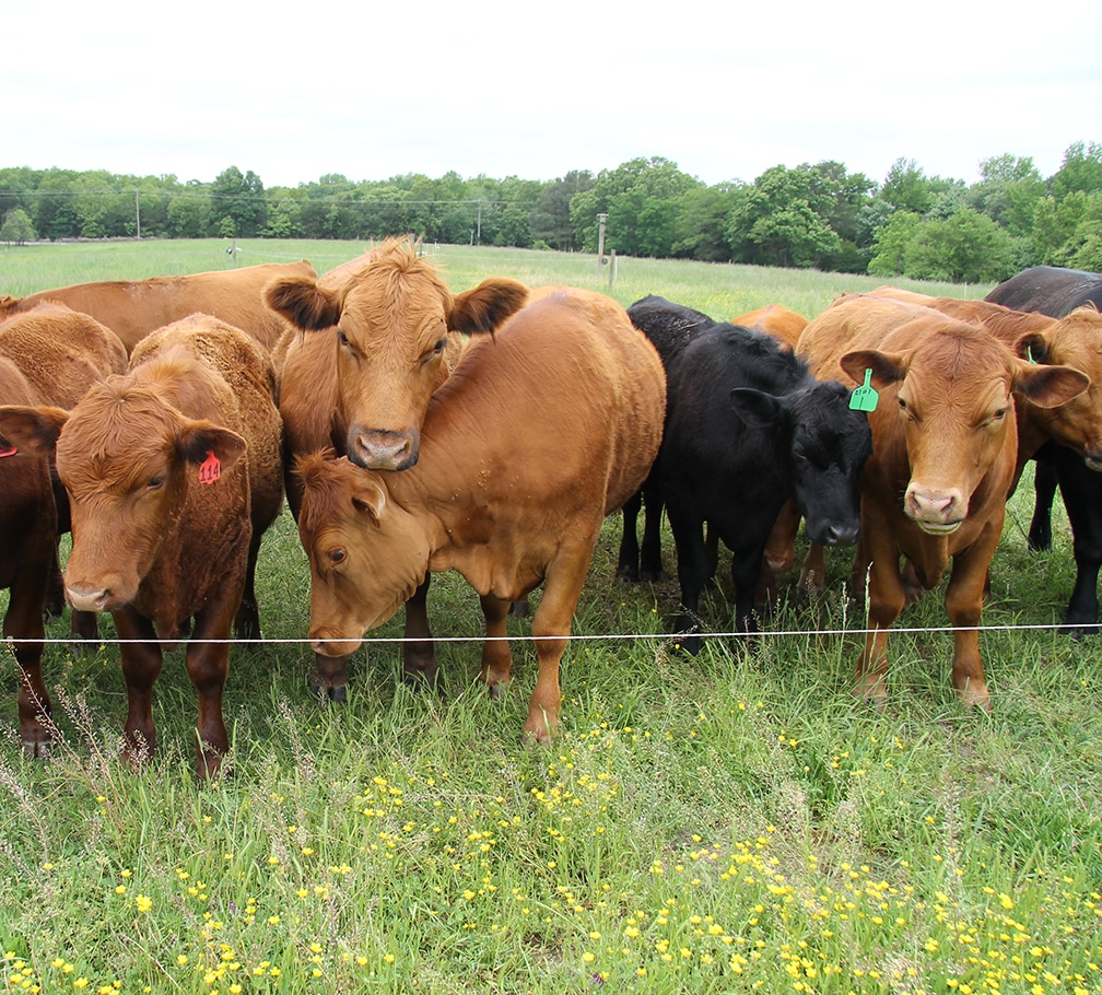 cattle