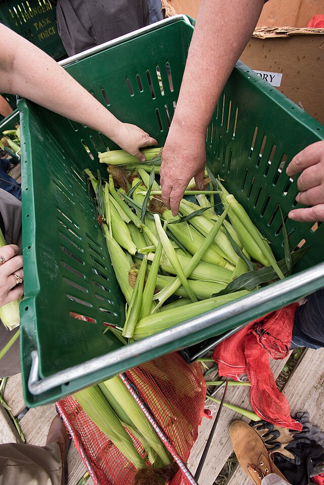 hands reaching into a bin of corn in the husk
