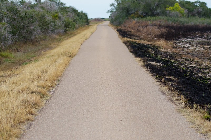 a road leads away with burned vegetation on one side and vegetation on the other