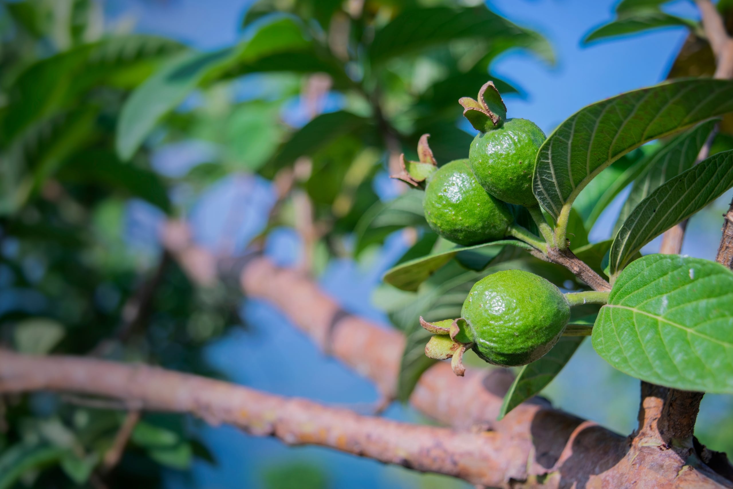 Guava fruit on a tree